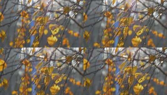 秋风吹动着树叶高清在线视频素材下载