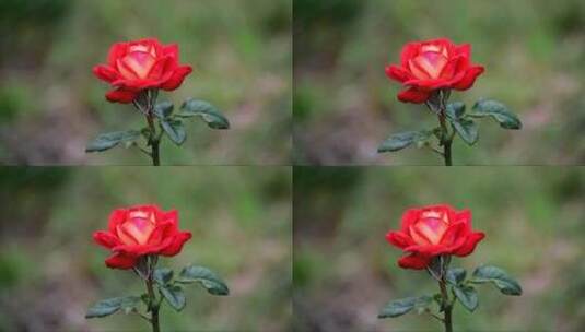 红玫瑰的绽放过程高清在线视频素材下载