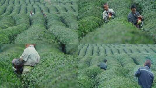 4k升格拍摄农民修剪茶园茶林素材高清在线视频素材下载