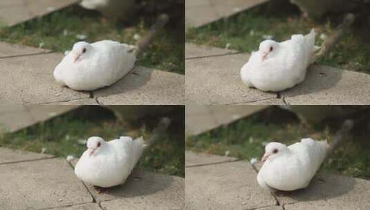 世博园可爱的鸽子高清在线视频素材下载