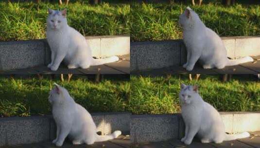 北海公园白色猫咪高清在线视频素材下载