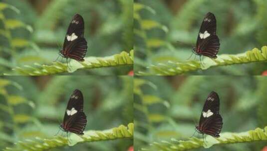 蝴蝶种类高清在线视频素材下载