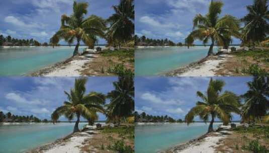 海岸边的棕榈树高清在线视频素材下载