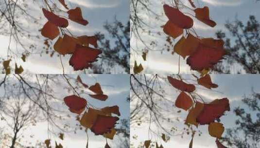 风中飘荡的红色树叶高清在线视频素材下载