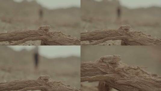 沙漠蜥蜴高清在线视频素材下载