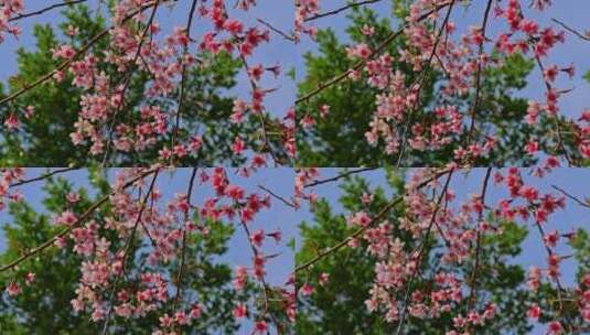 春天绽放的樱花高清在线视频素材下载