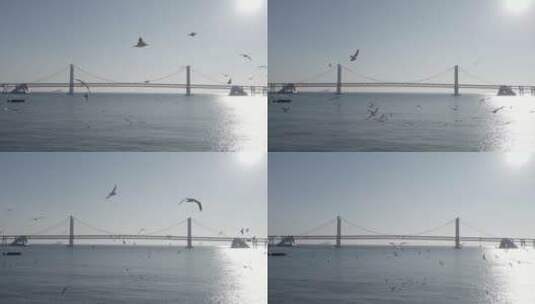 航拍星海湾跨海大桥海鸥4k视频高清在线视频素材下载