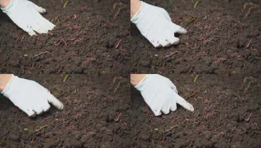 用手移动泥土，露出堆肥土壤中的蚯蚓高清在线视频素材下载