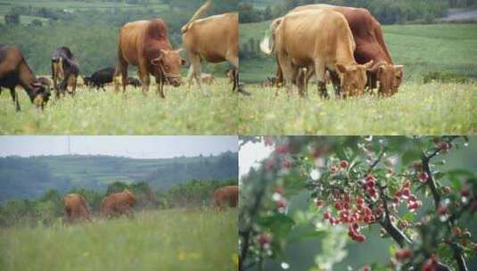 牛羊群悠闲的在草原上吃草高清在线视频素材下载