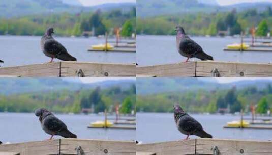 灰色的鸽子 鸟 羽毛高清在线视频素材下载