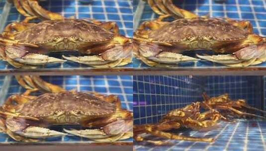 珍宝蟹 海鲜 海产品高清在线视频素材下载