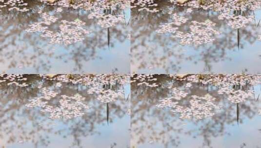 樱花空镜-水中倒影-07高清在线视频素材下载
