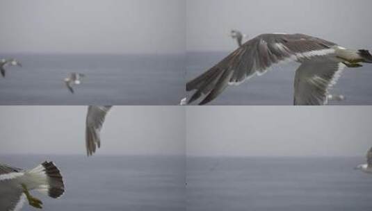 海上飞翔的海鸥慢动作高清在线视频素材下载