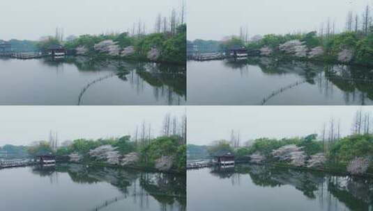 杭州西湖曲院风荷高清在线视频素材下载