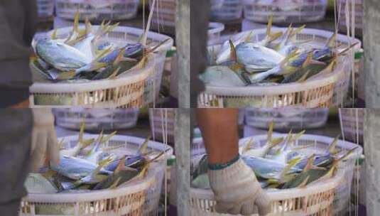 渔村渔港渔民装卸海鱼高清在线视频素材下载