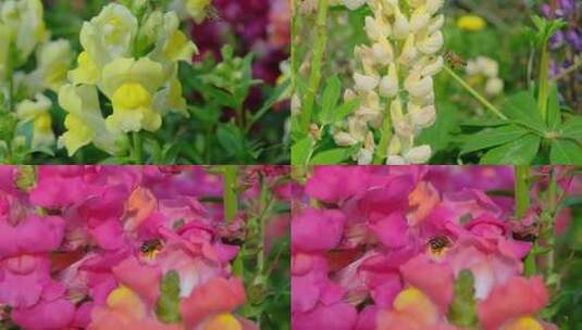 蜜蜂飞舞采花粉采蜜 金鱼草花丛中高清在线视频素材下载