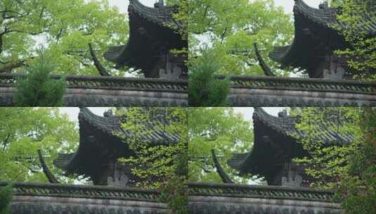 杭州钱王祠春天清明节雨天古建筑自然唯美高清在线视频素材下载