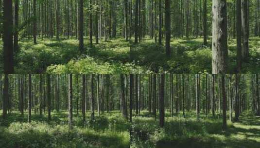 4K航拍阳光下的森林氧吧高清在线视频素材下载