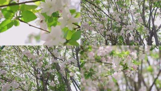 春天空镜-春天樱花高清在线视频素材下载