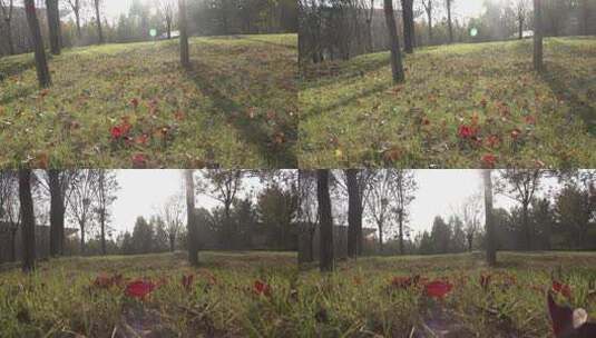 绿色草坪草地中的红枫叶2高清在线视频素材下载