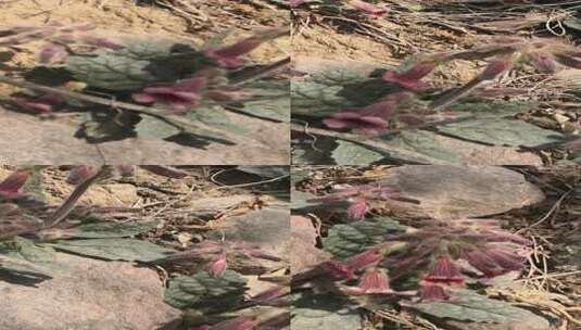 石缝中的野生地黄高清在线视频素材下载