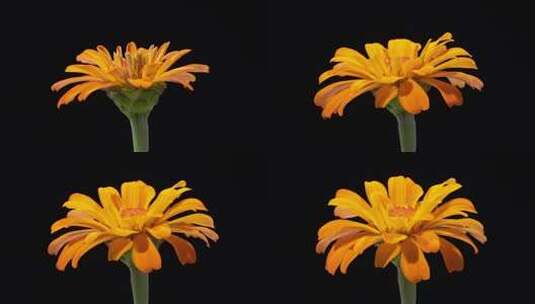 开花的延时摄像高清在线视频素材下载