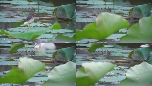 荷叶上的池鹭高清在线视频素材下载