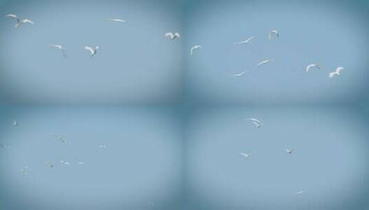 群鸟飞翔在蓝天高清在线视频素材下载