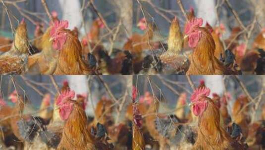 散养鸡原生态鸡4K升格高清在线视频素材下载