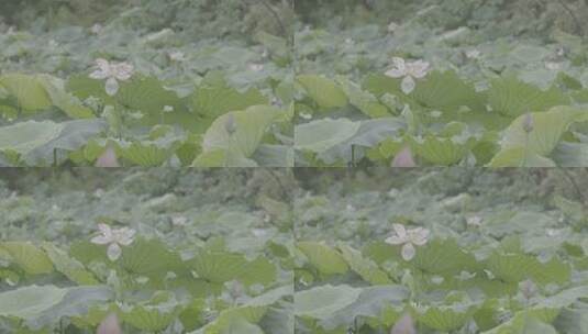 夏季湿地湖河池塘荷花莲藕荷叶户外自然高清在线视频素材下载