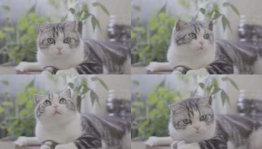 一只充满好奇心的猫高清在线视频素材下载