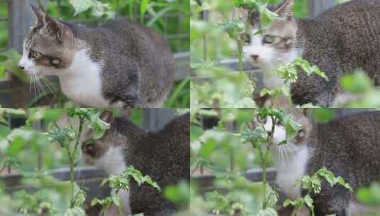 狸花猫特写，狸花猫吃草特写，中华田园猫高清在线视频素材下载