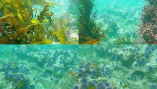 海底水草、海藻、珊瑚高清在线视频素材下载