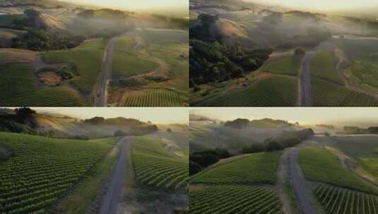 阳光葡萄园航拍清晨葡萄园种植基地高清在线视频素材下载