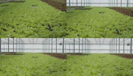 有机农场中绿色菜苗的特写镜头高清在线视频素材下载