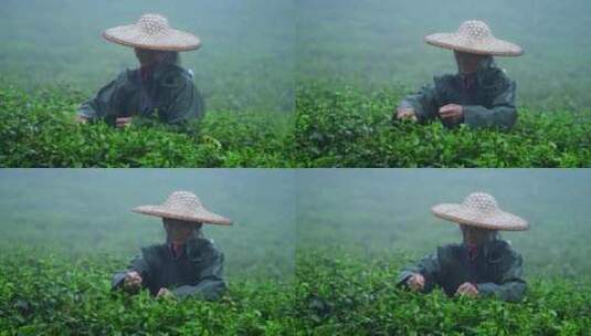 毛尖春茶白茶绿茶茶叶手工茶采摘高清在线视频素材下载