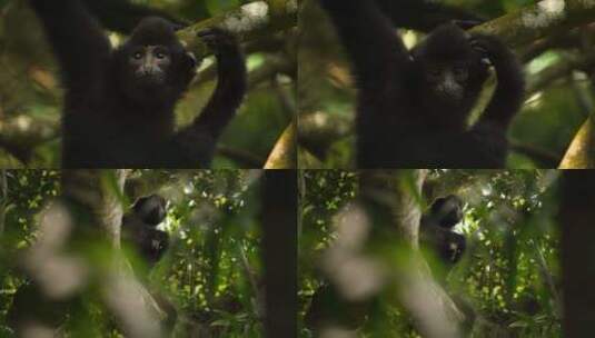 丛林里黑长臂猿高清在线视频素材下载
