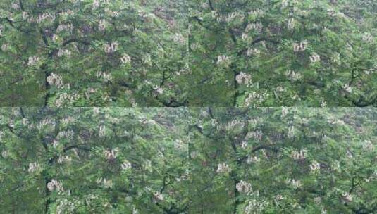 下雨天刺槐洋槐高清在线视频素材下载