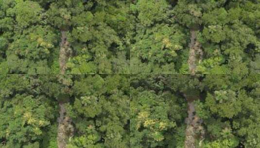 无人机射出被热带森林包围的热带溪流高清在线视频素材下载