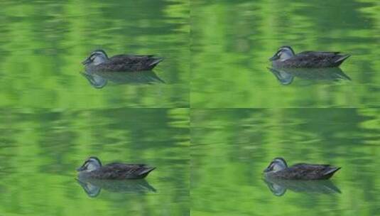 斑嘴鸭在湖面池塘打盹睡觉高清在线视频素材下载
