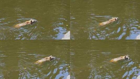 棕熊在棕色浑水中慢慢游泳-平静的夏日，有水的倒影-手高清在线视频素材下载