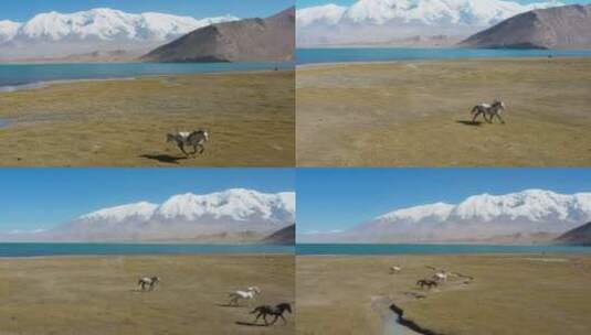 新疆湖边奔跑的马儿航拍高清在线视频素材下载