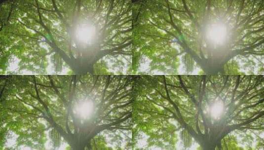 阳光穿过树枝绿叶高清在线视频素材下载
