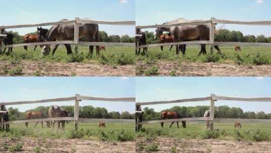 内蒙古草原马匹在吃草高清在线视频素材下载