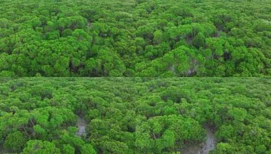 4k湛江乐民港红树林滩涂湿地保护区航拍高清在线视频素材下载