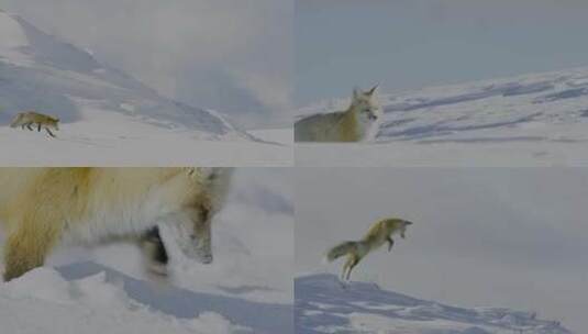 雪地觅食的狐狸高清在线视频素材下载