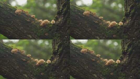 安徽省黄山市齐云山蘑菇特写高清在线视频素材下载