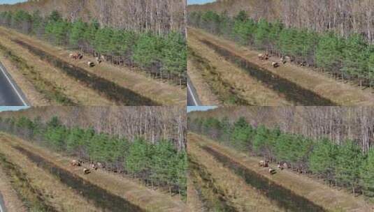 航拍树林小溪边放牧的牛高清在线视频素材下载