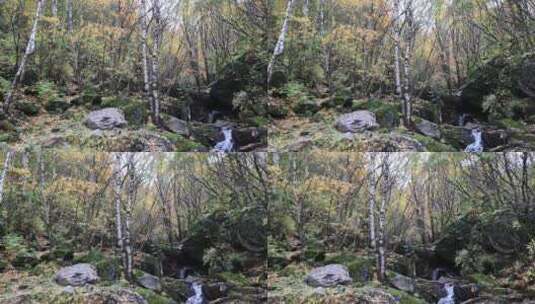 4K实拍森林溪流的流水与秋叶高清在线视频素材下载