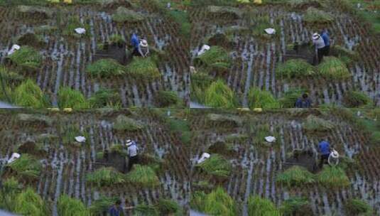 农村农民在稻田里割水稻劳动乡村振兴高清在线视频素材下载